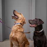 Dog Leash